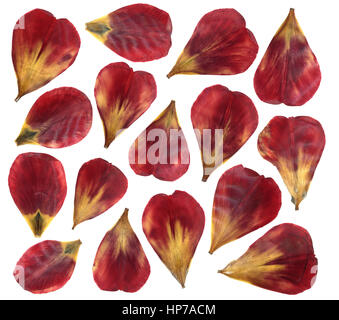 Essiccata e pressata petali di fiore tulipano. Isolato su sfondo bianco. Per uso in Scrapbooking o erbario. Rosso e petali gialli. Foto Stock