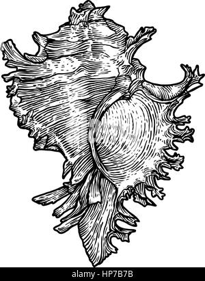 Ramose murex illustrazione della shell, disegno, incisione, inchiostro, realistici Illustrazione Vettoriale