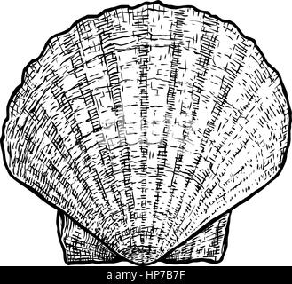 Capesante, clam shell illustrazione, disegno, incisione, inchiostro, realistici Illustrazione Vettoriale