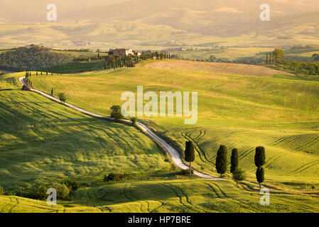 Grandi cipressi lungo la famosa strada bianca, o strada bianca, verso Terrapille in Val d'Orcia, Toscana, Italia. Foto Stock