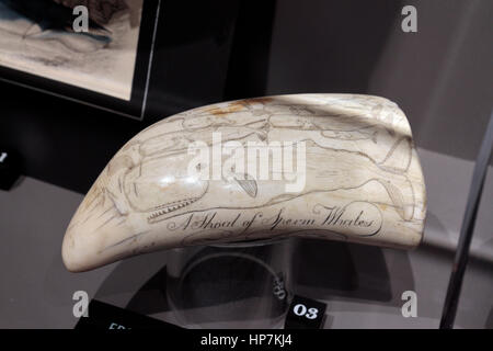 Scrimshaw (incisione) su un capodoglio dente sul display in Stillman edificio mostra Whalers, Mystic Seaport, mistica, Connecticut, USA. Foto Stock