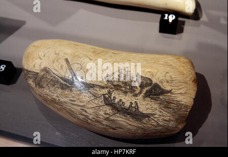 Scrimshaw (incisione) su un capodoglio dente sul display in Stillman edificio mostra Whalers, Mystic Seaport, mistica, Connecticut, USA. Foto Stock