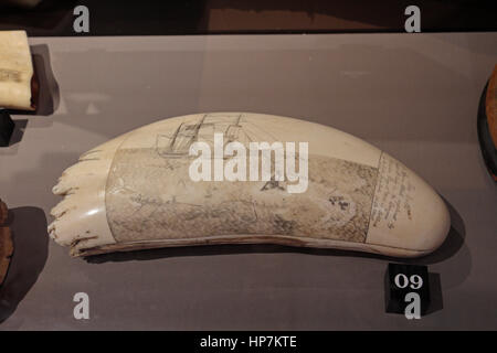 Scrimshaw (incisione) su un capodoglio dente sul display in Stillman edificio mostra Whalers, Mystic Seaport, mistica, Connecticut, USA. Foto Stock