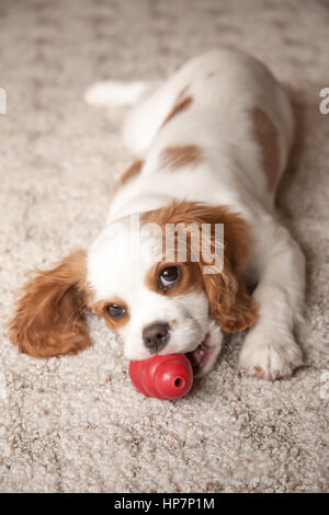 Femmina Cavalier King Charles Spaniel, Mandy, a 15 settimane di età, sdraiato sul pavimento con il suo red chew toy Foto Stock