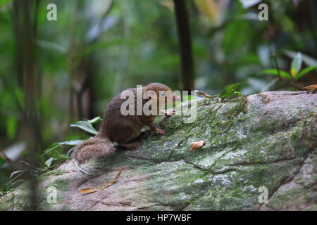 Northern snello-tailed Treeshrew (Dendrogale murina) in Tam Dao, Vietnam del Nord Foto Stock