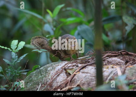 Northern snello-tailed Treeshrew (Dendrogale murina) in Tam Dao, Vietnam del Nord Foto Stock