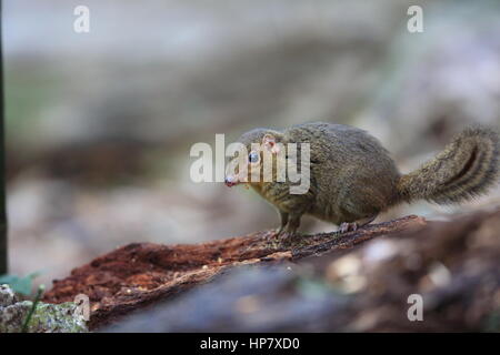 Northern snello-tailed Treeshrew (Dendrogale murina) in Tam Dao, Vietnam del Nord Foto Stock