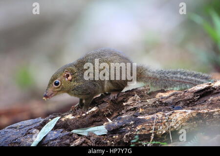 Northern snello-tailed Treeshrew (Dendrogale murina) in Tam Dao, Vietnam del Nord Foto Stock