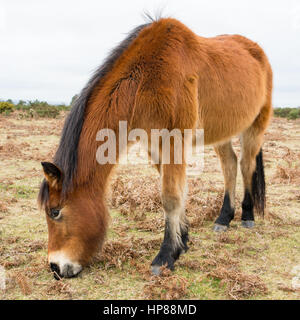 Il pony più belli nel villaggio di New Forest, Hampshire, Regno Unito. Foto Stock