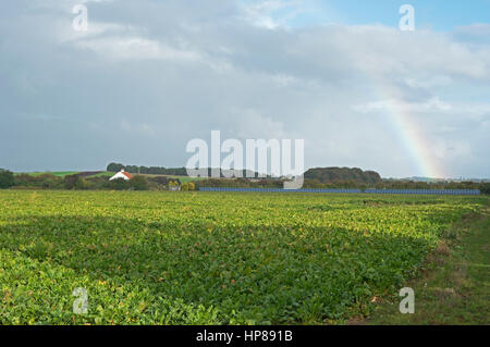 La barbabietola da zucchero prodotto con energia solare array alimenta potenza per impianto di irrigazione, Bawdsey, Suffolk, Regno Unito. Foto Stock