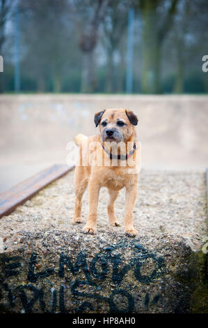 Un confine terrier fuori in skate park Foto Stock