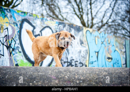 Un confine terrier fuori in skate park Foto Stock
