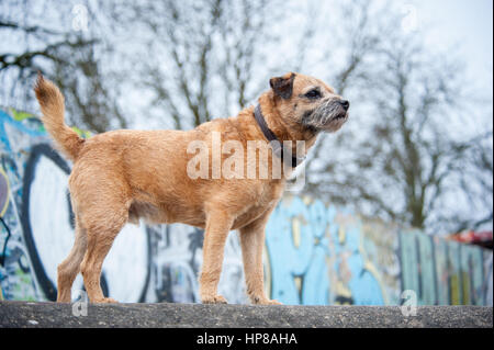 Un confine terrier fuori in skate park Foto Stock