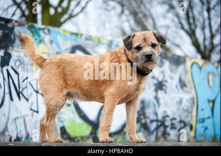 Un confine terrier fuori in skate park Foto Stock