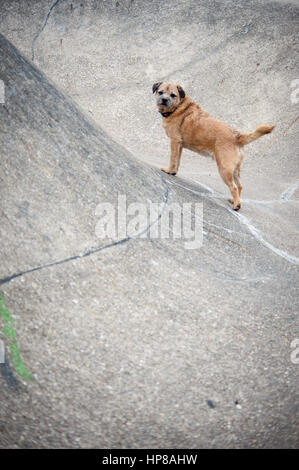 Un confine terrier fuori in skate park Foto Stock