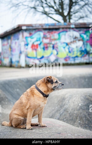 Un confine terrier fuori in skate park Foto Stock
