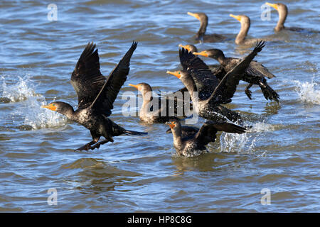 Double-crested cormorano Phalacrocorax auritus, in volo e tenendo fuori dall'acqua Foto Stock