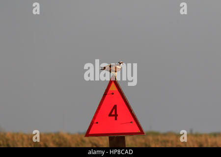 Un Osprey, Pandion haliaetus, posatoi su un indicatore rosso sul Fiume Caloosahatchee in Florida Foto Stock