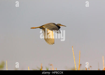 Airone tricolore, Egretta tricolore, in volo Foto Stock