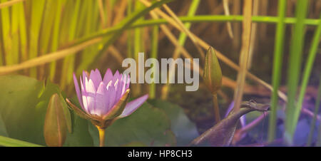 Viola naturale Lotus Ninfea crescendo in stagno nel panorama di luce solare Foto Stock