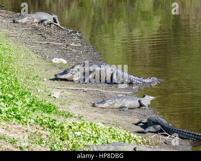 A COCCODRILLO grandi emergenti dall'acqua, Paynes Prairie preservare parco statale, Gainesville, Florida, Stati Uniti d'America Foto Stock