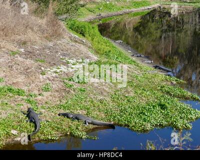 Numerosi alligatori Basking lungo il bordo del lago di Alachua, Paynes Prairie preservare parco statale, Gainesville, Florida, Stati Uniti d'America Foto Stock