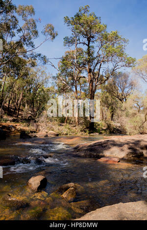 Un piccolo ruscello che scorre attraverso la John Forrest National Park, Australia occidentale Foto Stock