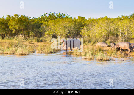 Allevamento di ippopotami dormono lungo il fiume da Isimangaliso Wetland Park, Sud Africa. Safari nella fauna selvatica. Gli animali nella natura Foto Stock