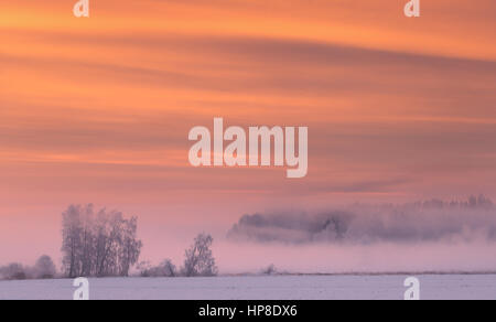 Rosa nebbia in inverno mattina. Misty winter sunrise con splendido cielo drammatico. Le righe di colore di nuvole sopra gli alberi. Incantevole paesaggio invernale del gelido mo Foto Stock