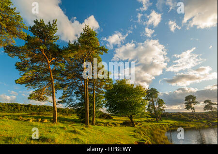 Alberi di pino sul bordo del Knapps Loch vicino Kilmacolm, Scozia. Foto Stock