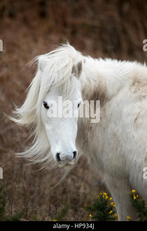 Wild Carneddau pony è in grado di avere un cattivo giorno per capelli dovuta al vento come essi pascolano in siti di particolare interesse scientifico nel tentativo di mantenere la vegetazione verso il basso nel Flintshire, il Galles del Nord Foto Stock