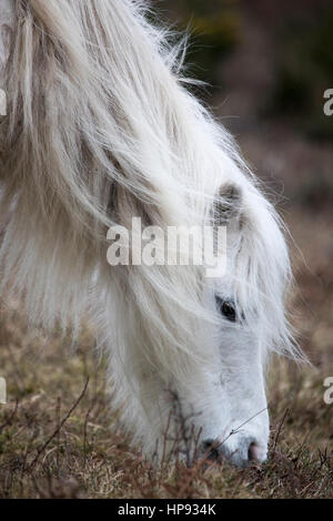 Wild Carneddau pony è in grado di avere un cattivo giorno per capelli dovuta al vento come essi pascolano in siti di particolare interesse scientifico nel tentativo di mantenere la vegetazione verso il basso nel Flintshire, il Galles del Nord Foto Stock