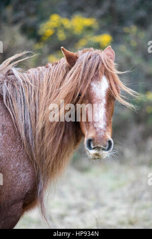 Wild Carneddau pony è in grado di avere un cattivo giorno per capelli dovuta al vento come essi pascolano in siti di particolare interesse scientifico nel tentativo di mantenere la vegetazione verso il basso nel Flintshire, il Galles del Nord Foto Stock