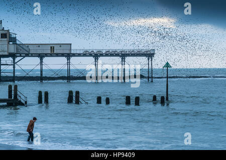 Aberystwyth Wales UK, lunedì 20 febbraio 2017 UK meteo: alla fine di un lieve ma in grigio e nuvoloso giorno nel Galles occidentale, un giovane ragazzo pagaie in mare come dietro di lui a decine di migliaia di storni volare in alla folla insieme per il calore e per posatoio in condizioni di sicurezza per la notte sul corrimano e la ghisa gambe sotto Aberystwyth vittoriana molo sul mare anche se abbondante in Aberystwyth, gli uccelli sono in Royal Society per la protezione degli uccelli 'red' elenco delle specie a rischio, con i loro numeri in tutto il Regno Unito con un calo di oltre il 60% dall'anni settanta foto © Keith Morris / Alamy Live News Foto Stock