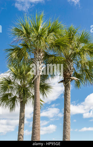 Cavolo palme contro il cielo blu con il bianco potrebbe. Foto Stock