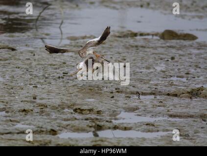 Due comuni redshanks - Tringa totanus - caccia in volo su aprire il fango e le piscine lungo costa - alimentazione territorio controversia. Foto Stock