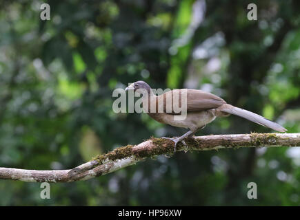 A testa grigia chachalaca Foto Stock