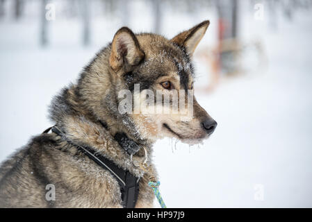 Cani Husky close-up, Lapponia, Finlandia Foto Stock