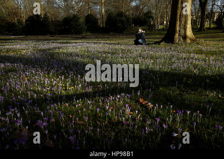 Crocus bulbi in fiore lungo le spalle nel centro di Cambridge durante il clima mite in tutto il paese. Foto Stock