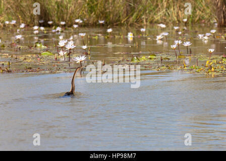 Heron nel lago, Djoudi parco nazionale,Senegal Foto Stock
