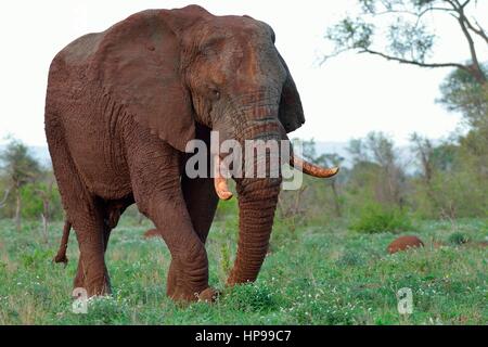 Bush africano Elefante africano (Loxodonta africana), Bull, ricoperte di fango, foraggio, Kruger National Park, Sud Africa e Africa Foto Stock