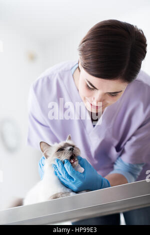 Professional veterinario esaminando un gatto sul tavolo chirurgico, pet healthcare concept Foto Stock