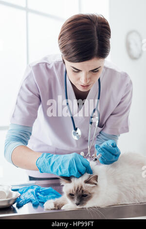 Professional veterinario di iniettare un vaccino per un gatto usando una siringa, pet care concept Foto Stock