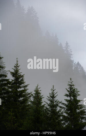 Piovoso e nuvoloso giorno in Magic Wood, Svizzera Foto Stock