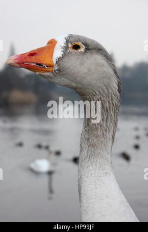 Oca addomesticata alla mera, Ellesmere, Shropshire, Regno Unito Foto Stock