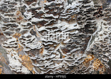 Staffa fumoso Bjerkandera adusta Foto Stock