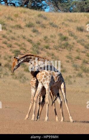 South African giraffe (Giraffa camelopardalis giraffa), due tori combattimenti, Kgalagadi Parco transfrontaliero, Northern Cape, Sud Africa e Africa Foto Stock