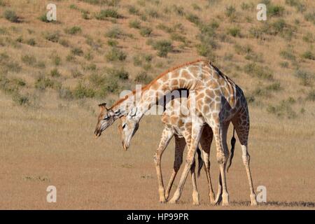 South African giraffe (Giraffa camelopardalis giraffa), due tori combattimenti, Kgalagadi Parco transfrontaliero, Northern Cape, Sud Africa e Africa Foto Stock