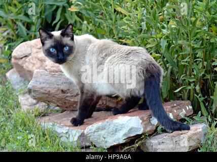 Gatto siamese gatto stalking la sua preda Foto Stock