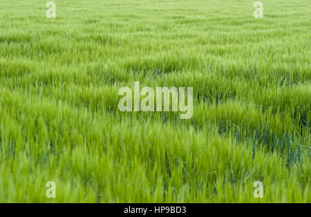 Gruenes Getreidefeld, Fruehsommer - verde cornfield Foto Stock